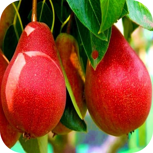 Саженцы Груши "Нарядная Ефимова" > цена,  фото
