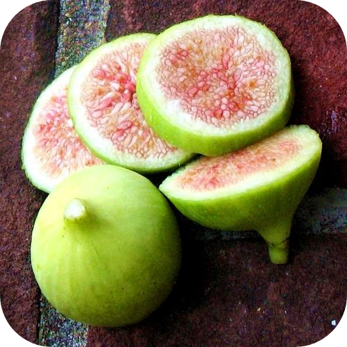 Саженцы Инжира "Конадрия" > описание, цена
